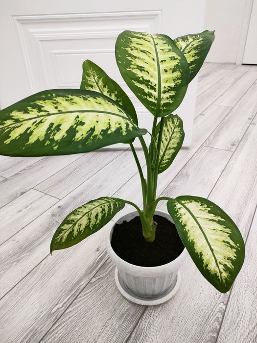 Комнатные цветы доставка