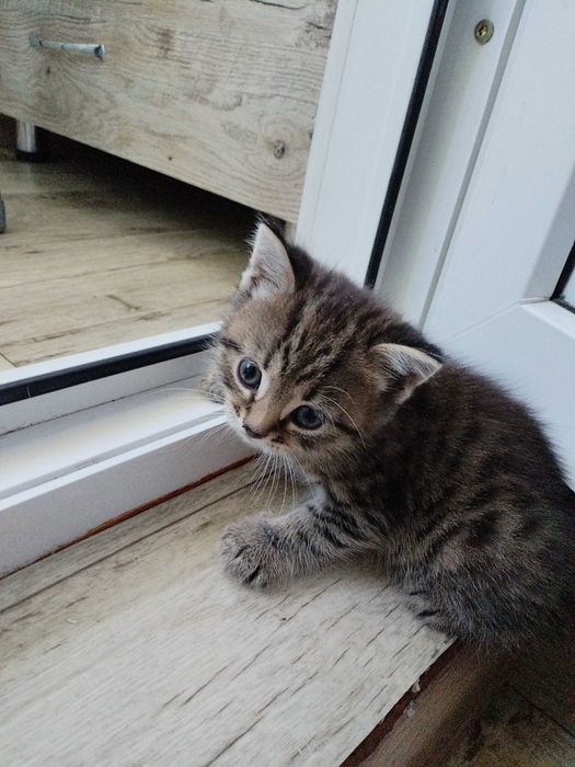 Отдам котят в добрые руки
