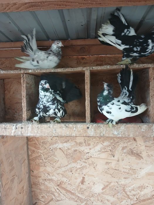 Roleri din primăvară