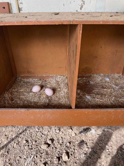 Uy tovuqlarini tuxumi bor