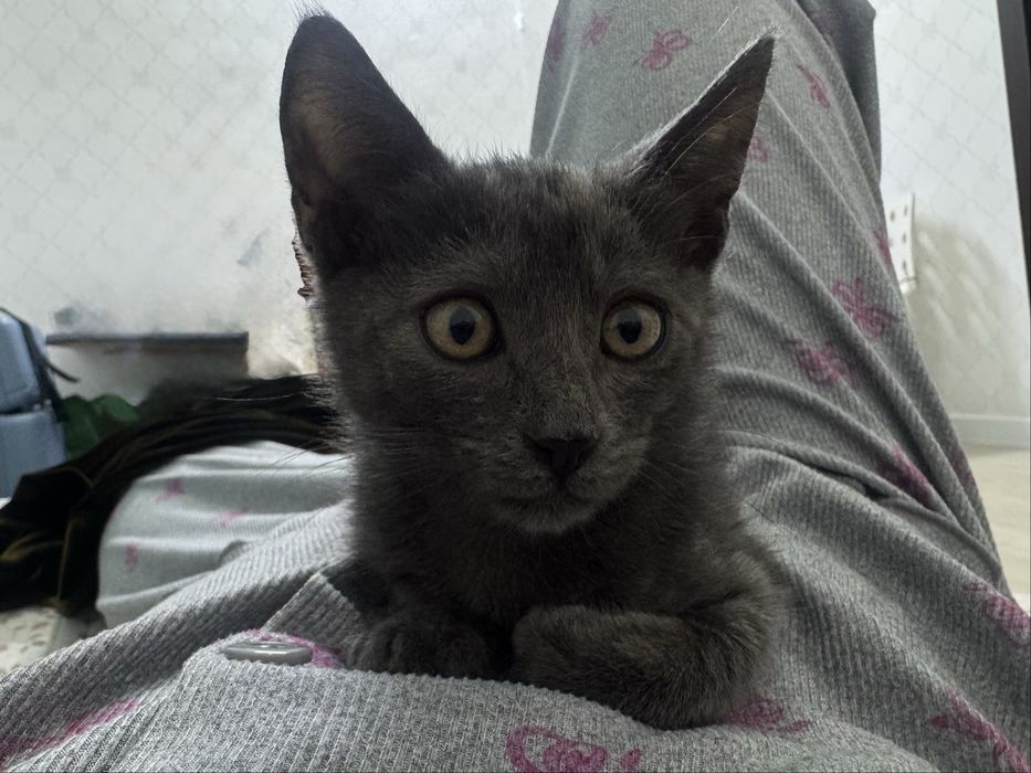 Отдам котёнка в добрые руки!