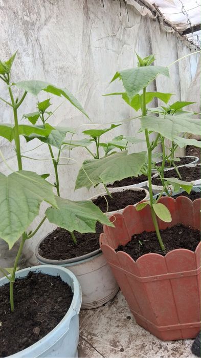 Rasaduri legume si rosii