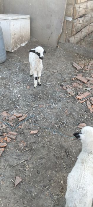 Mel de vânzare melu se alfa în dobarca prețul este 150 de lei îl dau b