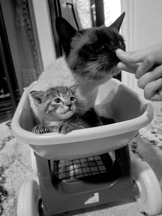 “Siam tipidagi chiroyli mushuk va mushukcha sotiladi”