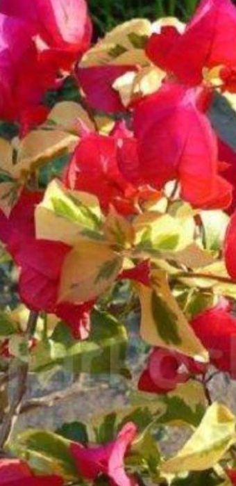 Укорененные черенки, писать на вотсап