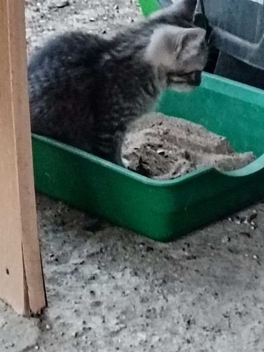 Отдам котят в добрые руки