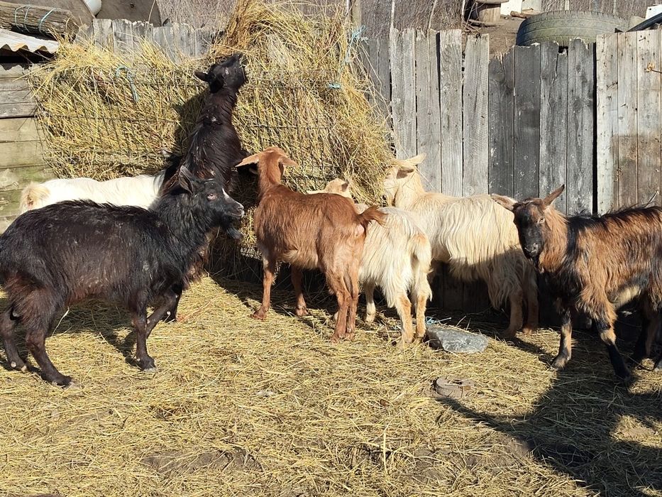 Vând 10 capre și 2 tapi