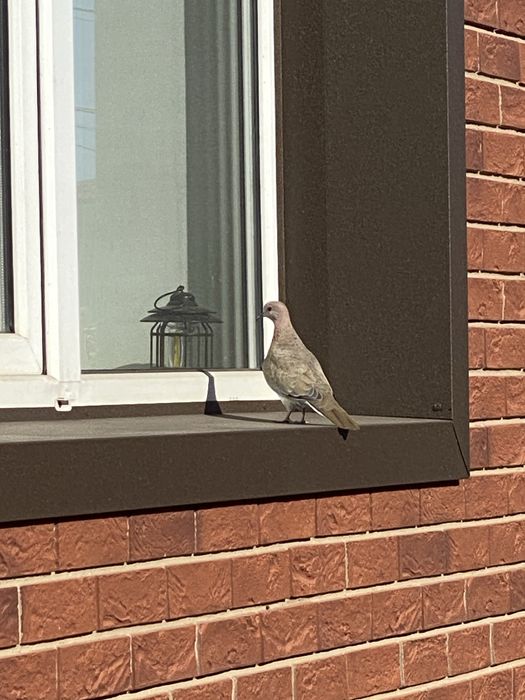 Услуги листогиба. откосы. Листогиб.