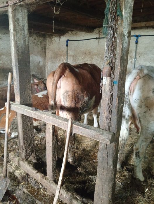 Vacii și vitei intercati