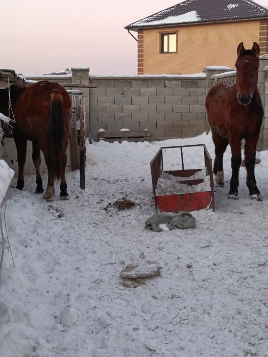 Тай, Қосшыда тұр.Тайлар.