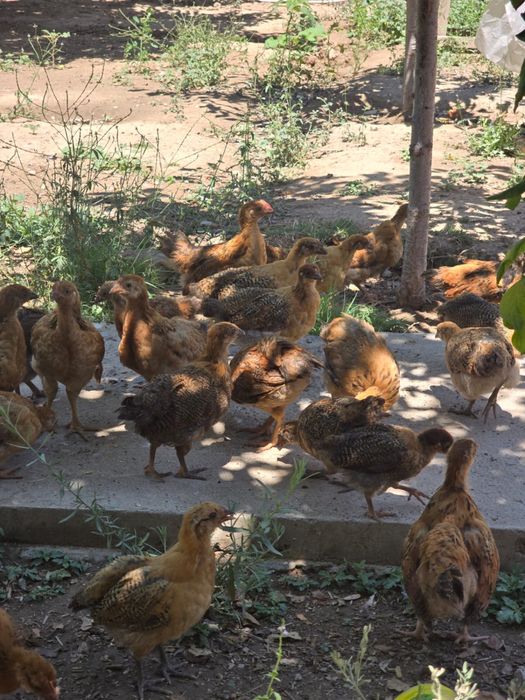 Кучин балапандар
