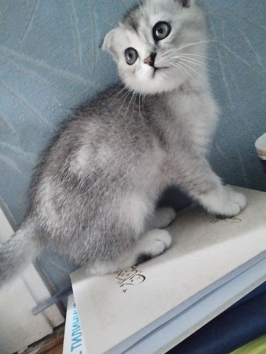 Mushukchalar sotiladi