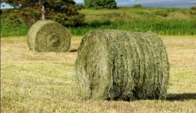 Сено зелёное в рулоне (тюки)