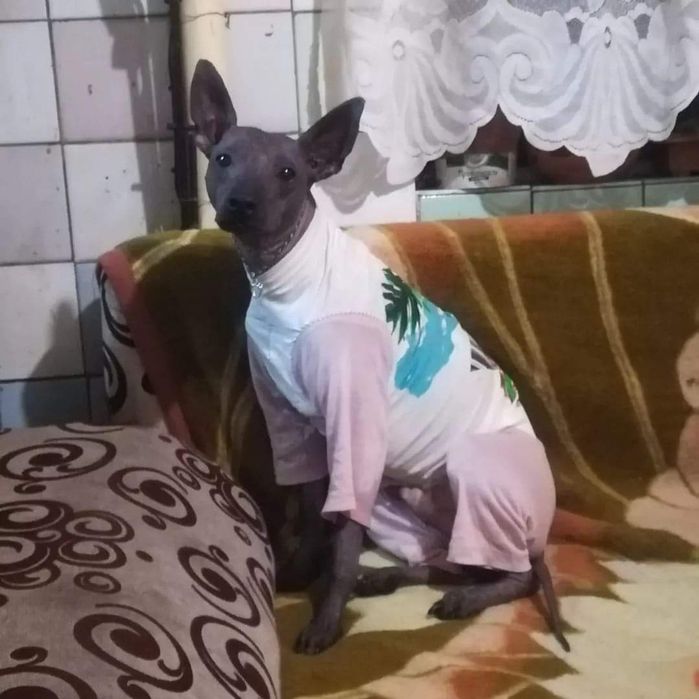 Ксолоицкунтли на вязку