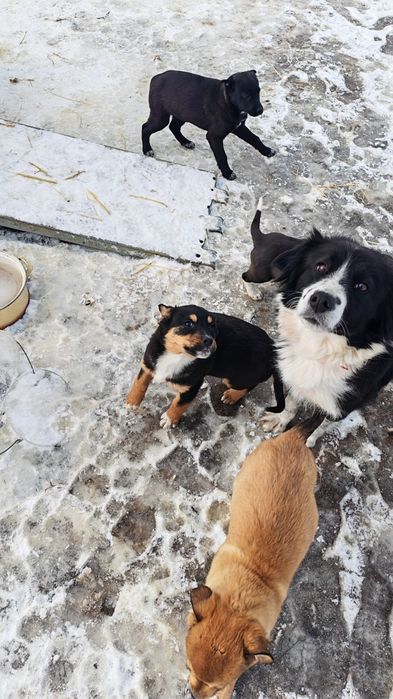 Donez 4 căței jucăuși