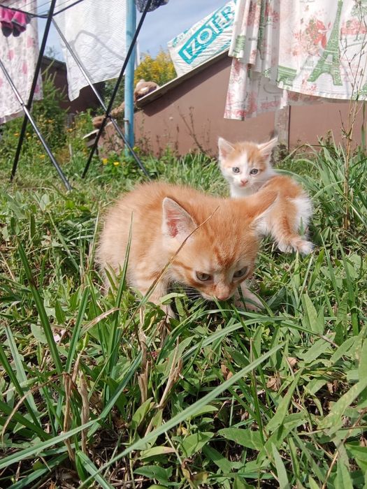 Котята ищут дом !
