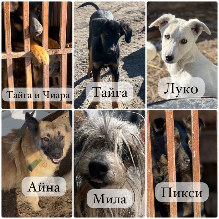 Собаки в хорошие руки