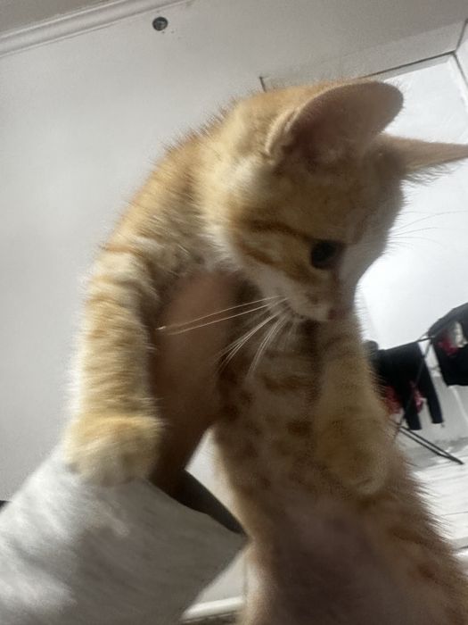 Рыжий мысык бесплатно