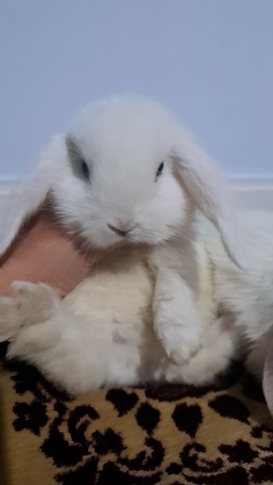 Кролик декративный