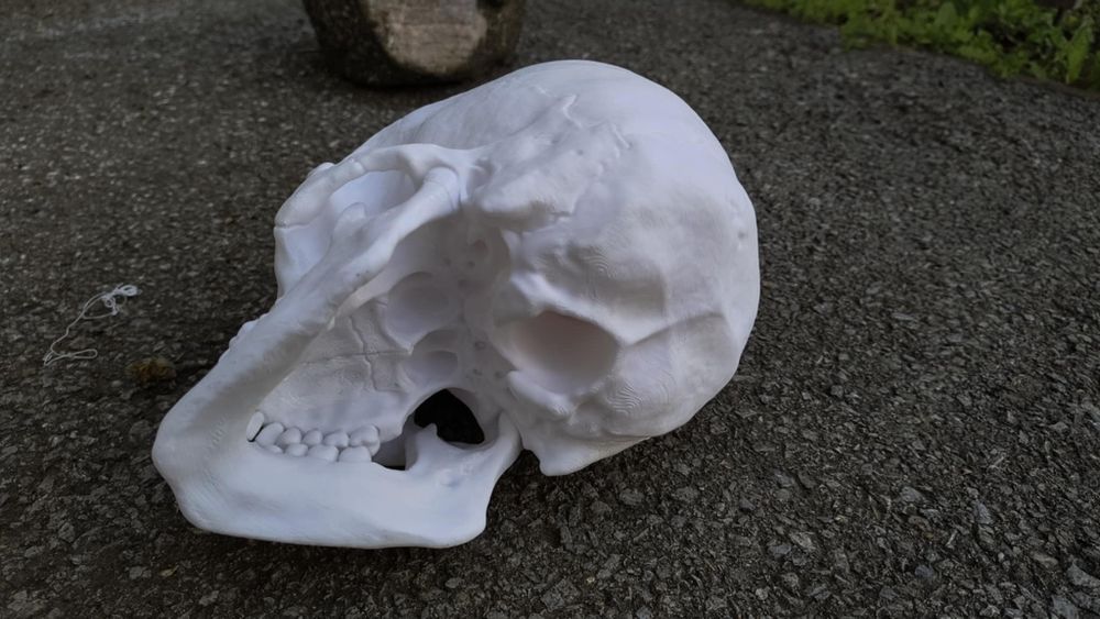 3D принтиран анатомичен череп – детайлен и стилен декор