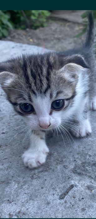 Вислоухие котята.