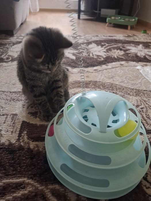 Кошечка Луиза ищет семью