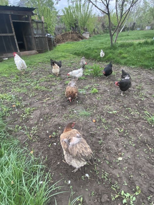 Продам куры хорошие