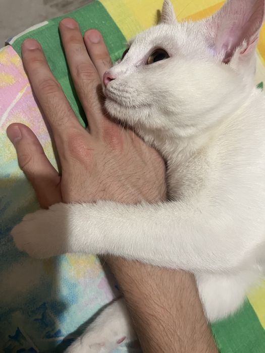 Отдам кошку в добрые руки