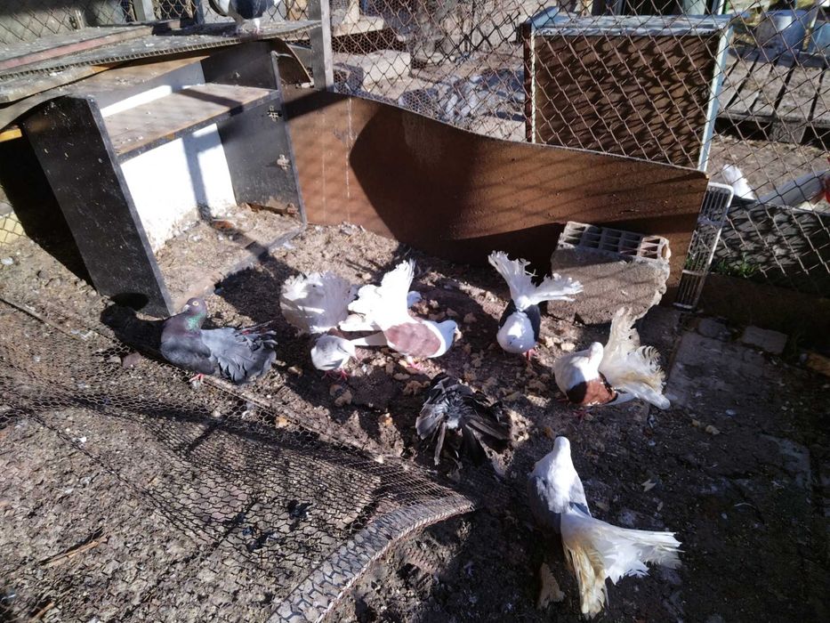 Продавам красиви гълъби