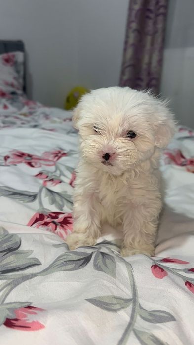 Pui de bichon havanez