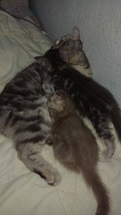 Продаются котята