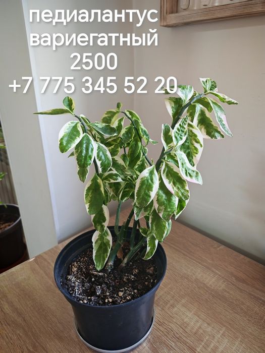 Комнатные растения