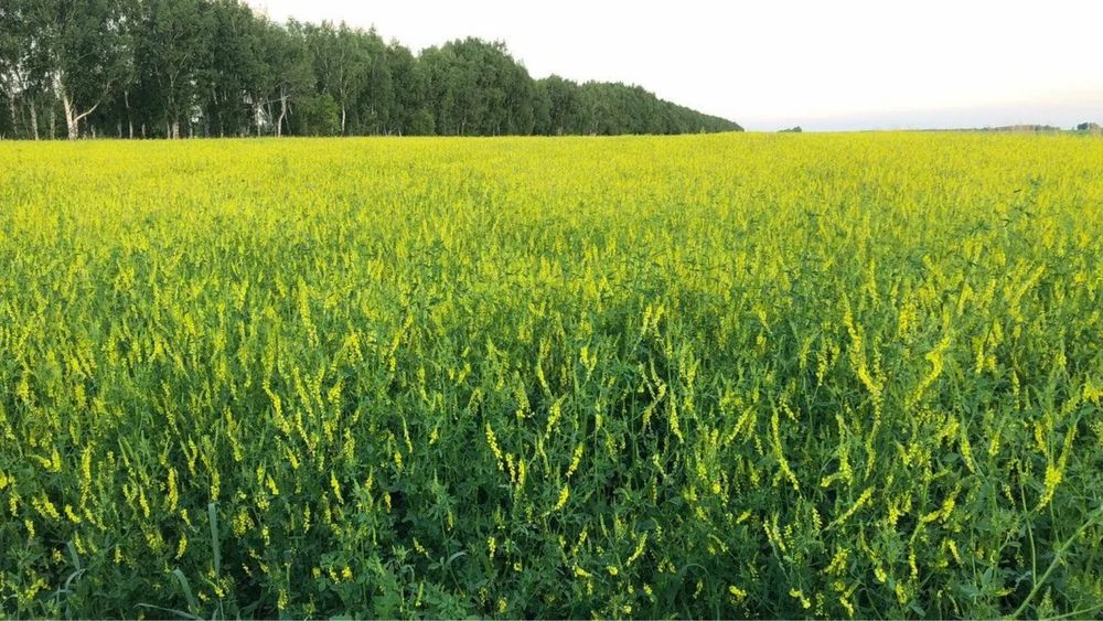 Семена донник доник магниченный