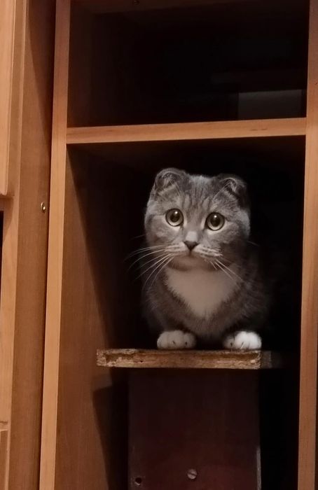 отдам кошечку в хорошие руки