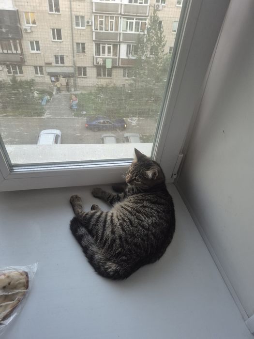 Отдам кошку в хорошие руки