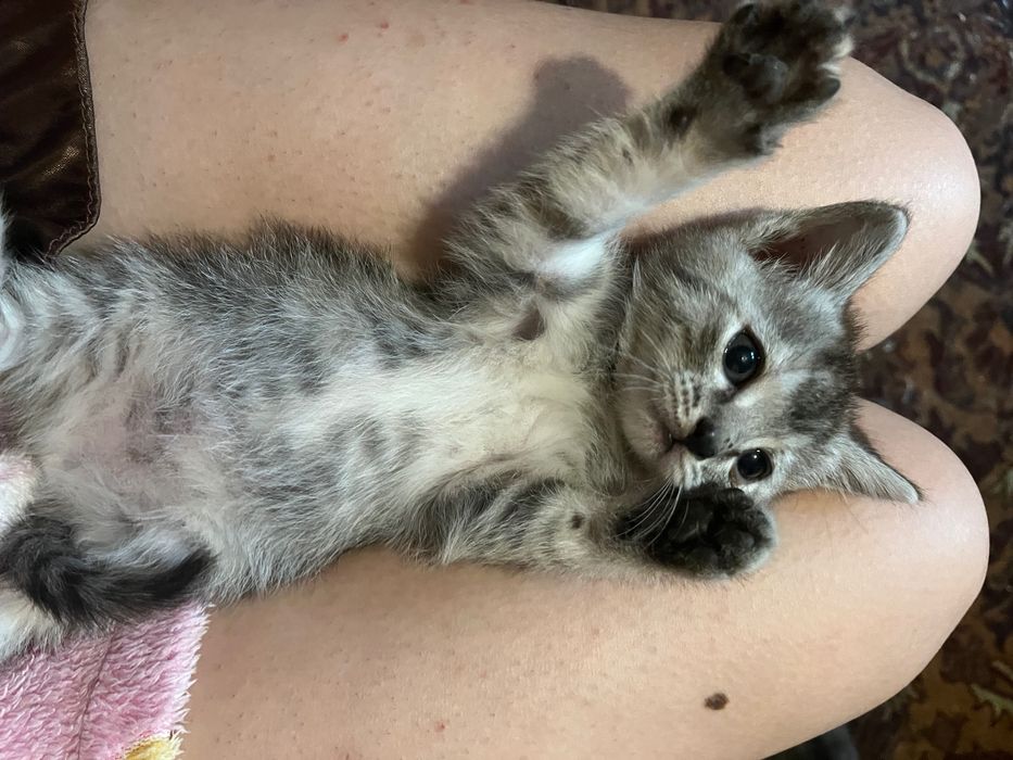 Отдам котят даром