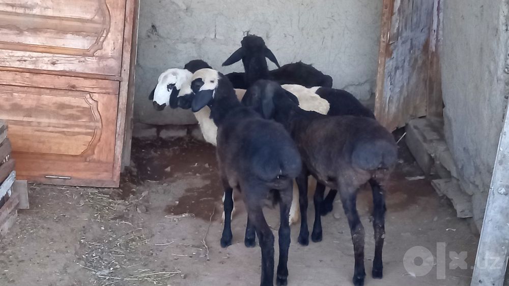 5 ta moda barra sotiladi