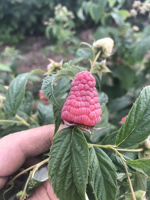 Елитен разсад малини и къпини.