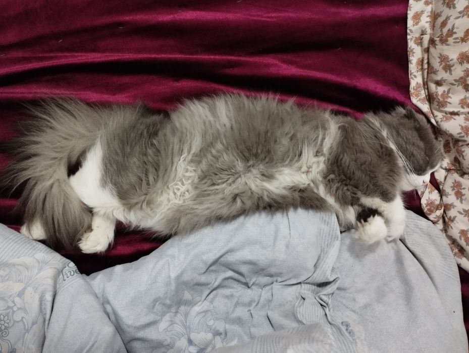 Продаётся кошка породы Хейланд Фолд