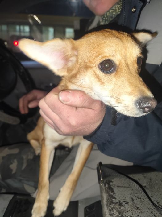 Пристраивается собачка девочка