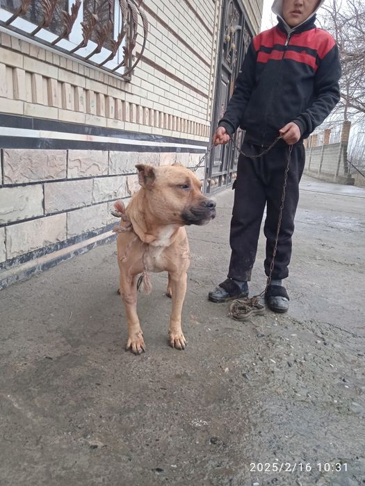 Laqabi boyka yoshi 2 janglari bor