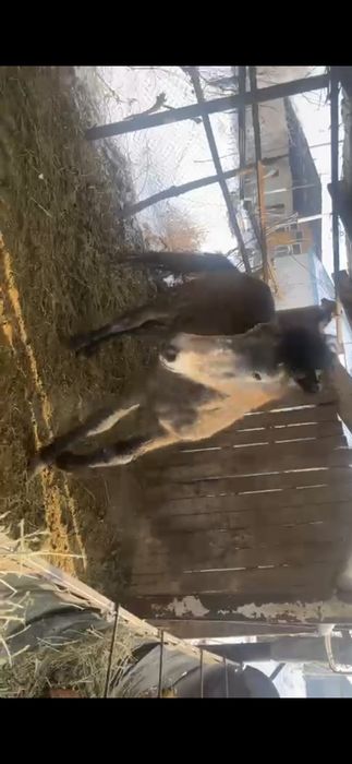 Продам екі тай сатылады