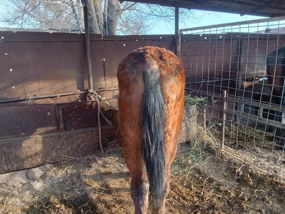 Кунан 2 жасар сатылады