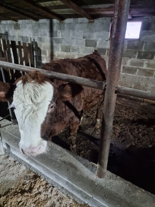 продам бычка и тёлку