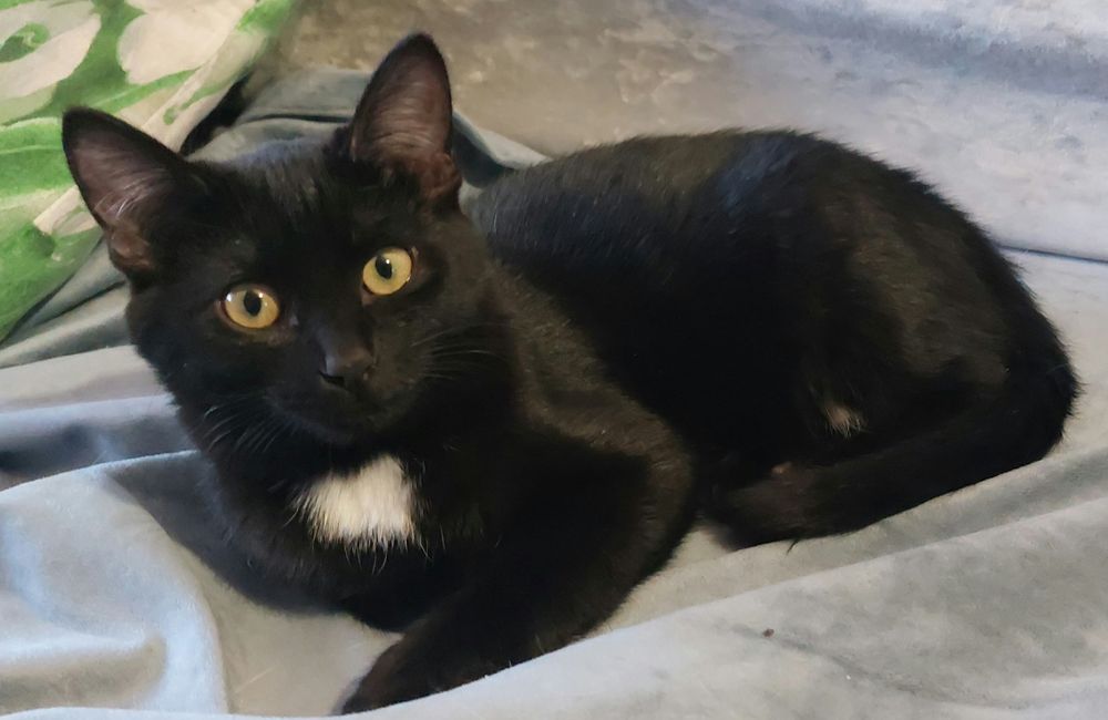 Отдам кошечку, зовут Лиза