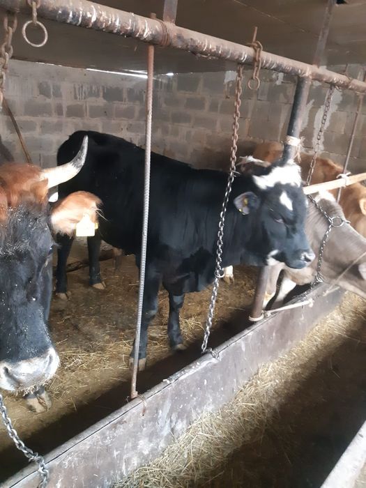 Домашний Бычок  1,2