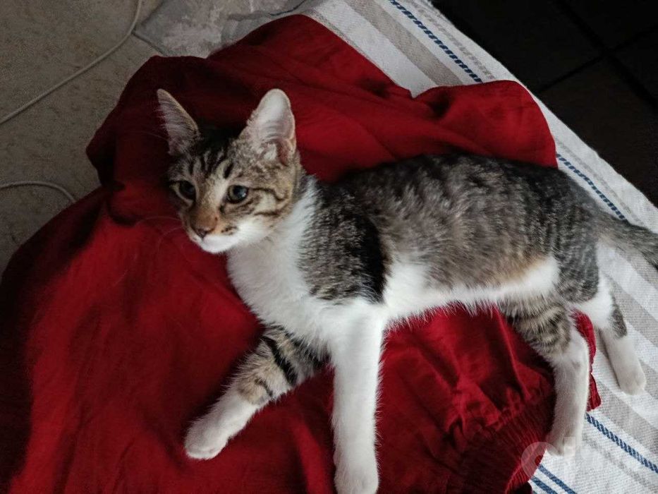 Котенок, дома родился, домашний
