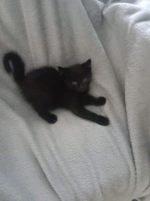 Отдам котят  в добрые руки