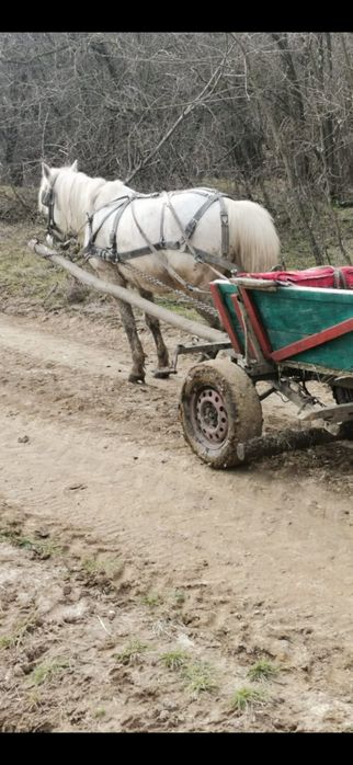 Vând sau schimb  armasar