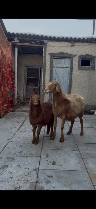 Козылы койлар сатылады